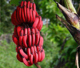 have you ever taste red bananas