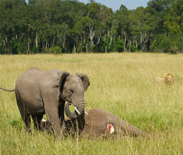 baby elephant discovers her mother has died and refuses to leave her side