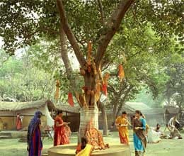 why hindu worship peepal tree