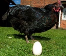 oldest chicken gives egg after 13 years