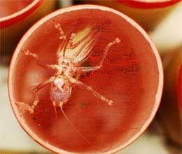 may be you eat thisbug daily