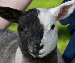 meet battenburg black and white sheep