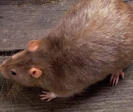 china police busts rat meat ring 