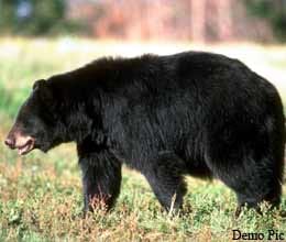 eight died in attack of bear 