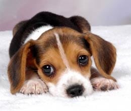 court house considers Dog for Victims 