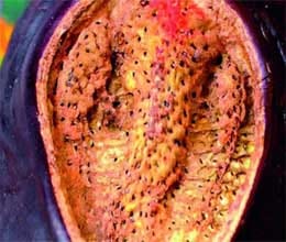 ganesh appear in brinjal