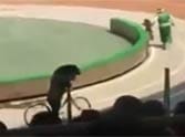 Bear vs. Monkey Bicycle Race Ends Horribly, horror