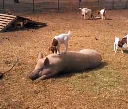 baby goat plays on pig