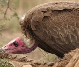 vultures ate woman in 45 minutes after falling off cliff