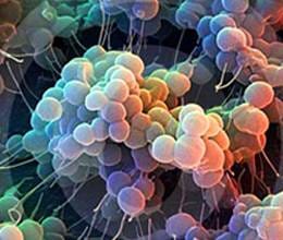 Sex superbug is possibly more harmful than AIDS