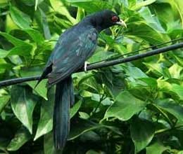 cuckoo sound brings prosperity