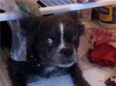 dog hiding In refrigerator popular on internet