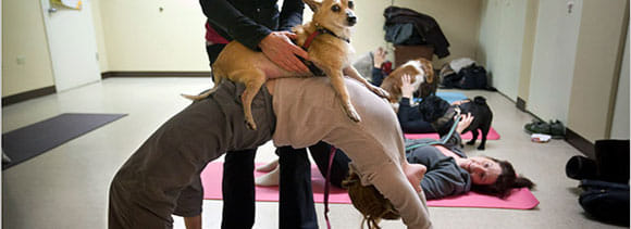 yoga devoted to dogs is doga
