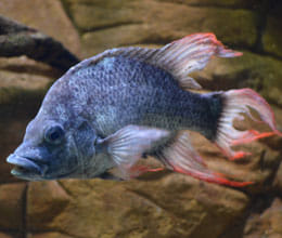 Brothers lost life in lure of fish