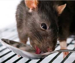 meat of rat