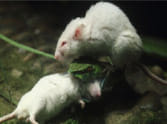 Two child eats rat killing medicine, sick.