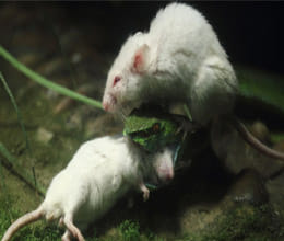 mouse attacks snake to save friend