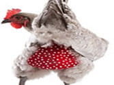 chicken diapers for your hen 