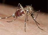 malaria patient are rising in mewat area 