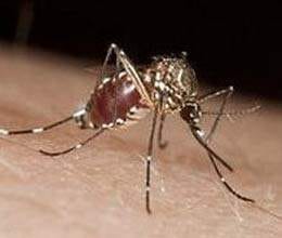 Crossed the figure of 70 malaria patients