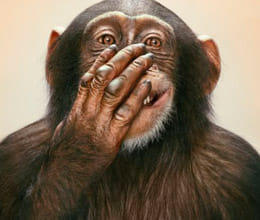 lying may have evolved in animals 