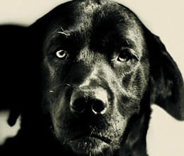 police arrested a dog