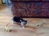 kitten vs lizard battle gets catty