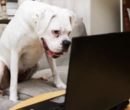 horse, cat, dog are also on facebook page