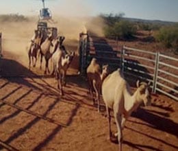 camels made ??furore in australia