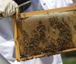 bees in croatia being trained to find land mine