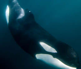 whale survives with the help of family