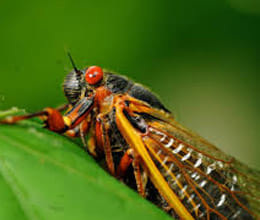 cicadas' sex-fueled east-coast crawl