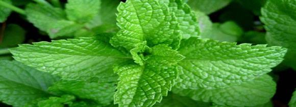 benefits of mint