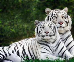 white tiger died while mating