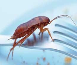 Bitter-sweet truth about cockroach survival skills