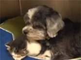 dog adopts kitten video show