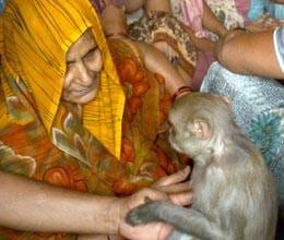 a monkey attended the funeral in meerut 