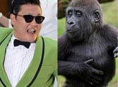 its psy the gorilla
