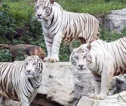 White Tiger Genetic Secret Unveiled