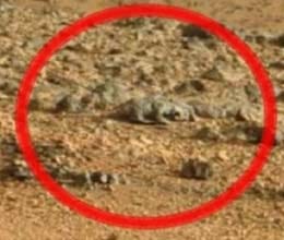 nasa's curiosity rover finds rat on marse