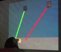 pigeons master touchscreens