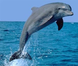 dolphin