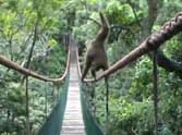 monkey on rope