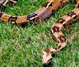 man's drunken night ends with a 10ft snake