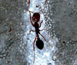 child forced to eat ants and worms