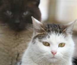 police caught smuggler cat