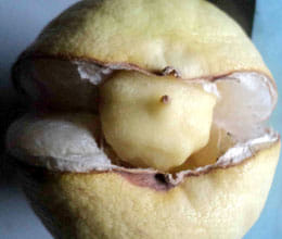 lemon inside lemon