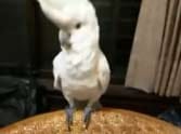 parrot dancing gangnam style