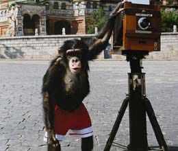 chimpanzee's photographs sets new record