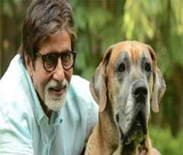 retweet on amitabh bachchan tweet